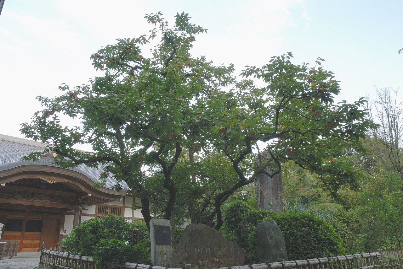 禅寺丸柿の原木